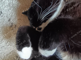 British shorthair tuxedo Tom cat