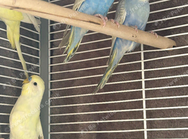 BEAUTIFUL BABY BUDGIES FOR SALE