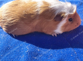 3 female guinea pigs