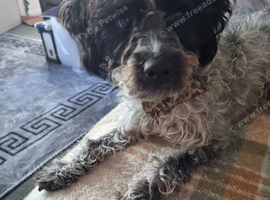 Gorgeous labradoodle girl for sale