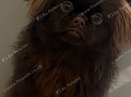 Gorgeous chocolate imperial Shih Tzu pup