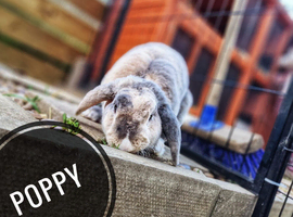 Female plush lop 2 year old