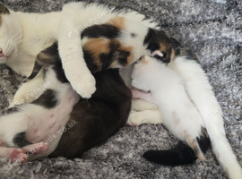 4 kittens