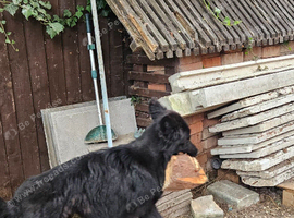 Full black german sherpard