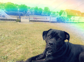 Roxy