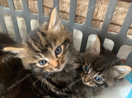 2 fluffy boy and 1 fluffy girl