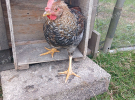 Stevie Cockerel wants a new home