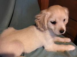 Maltipoo cross chihuahua