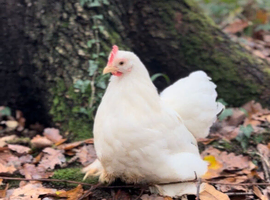 White Pekin Bantam Hatching Eggs &ndash; Small Friendly Chickens &ndash; Pure Colour