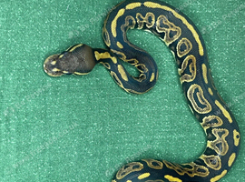 2026 ball python hatchlings 5.2