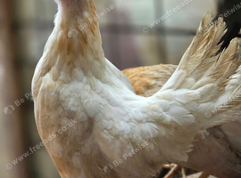 Serama chickens