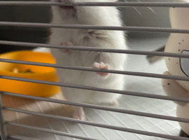 Dwarf hamster NG2 1LG