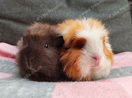 2 beautiful swiss sows.