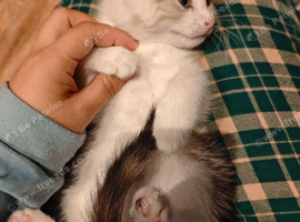 Kitten looking for loving home