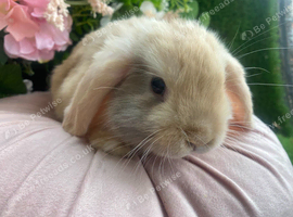 Mini lop