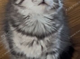 Gorgeous Siberian cross kittens ready to leave now