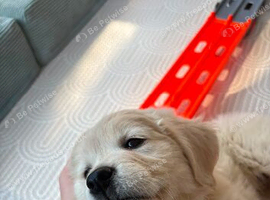 16 week old Golden Retriever with dwarfism