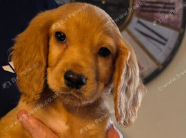 Cocker spaniel pups ready now