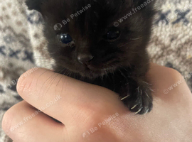 Looking for their forever homes