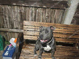 Male staff 18 month old