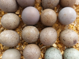 Hatching Chinese painted quail eggs