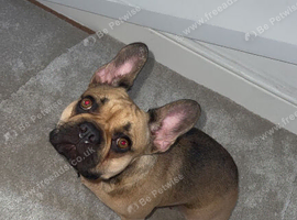 Honey French bulldog looking for a home.