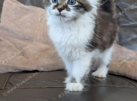 Fluffy male kitten