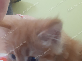 2 kittens one female and one male kittens read tp gp