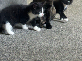 I have 2 kittens ready to leave now wanting there forever loving home
