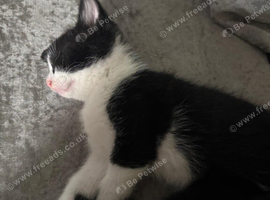 Kittens for sale