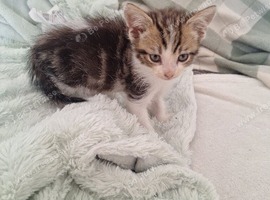 2 beautiful kittens looking for forever loving homes