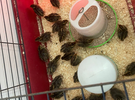 Various quail for sale