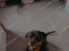 6 month Rottweiler
