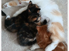 3 kittens ready for new home