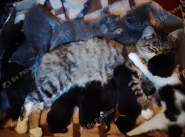 Three kittens for homing