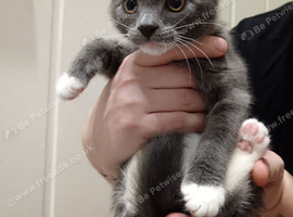 Bengal british shorthair mix grey and white kitten male