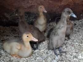 Indian runner ducklings