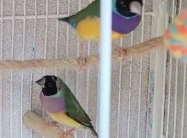 Gouldian birds