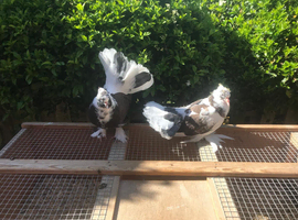 Pair of Indian fantails for sale