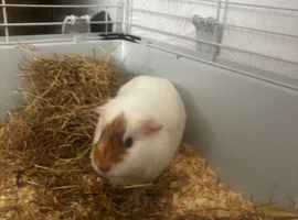 Female Guinea pigs - Pair
