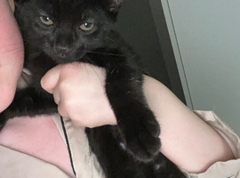 fully black kittens!