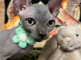 Sphynx kittens