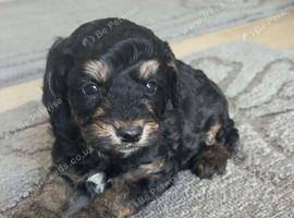 Last boy cockapoo puppy