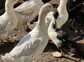 White ducks khaki Campbell runner for sale