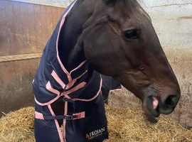 Squirrel | 17.2hh | 15yo TB Gelding