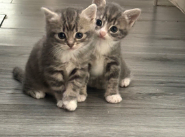 5 week of kittens