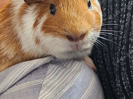 3 male Guinea pigs