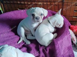 Stunning French Bulldog Puppies Ready For Their New Homes