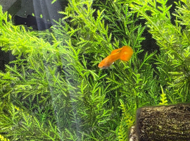 Male and female Guppies free to good home