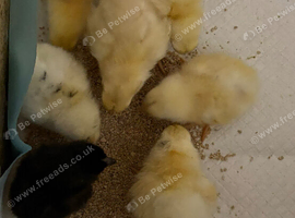 Chicks